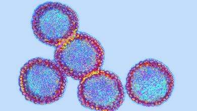 The four viruses that pose the biggest threat of a new pandemic in the UK The four viruses that pose the biggest threat of a new pandemic in the UK