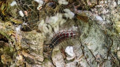 Experts sound alarm over insects laying massive amounts of eggs: ‘It’s very concerning’ Experts sound alarm over insects laying massive amounts of eggs: ‘It’s very concerning’