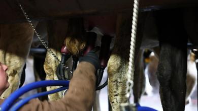 More than 70 percent of California’s dairy cow herds are infected with bird flu. Here’s what to know More than 70 percent of California’s dairy cow herds are infected with bird flu. Here’s what to know