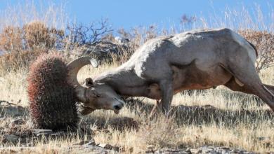 Endangered bighorn sheep spotted in downtown Palm Springs. Here’s what to do if they return Endangered bighorn sheep spotted in downtown Palm Springs. Here’s what to do if they return