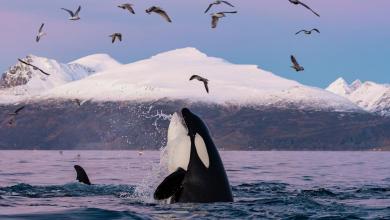 Killer whales murder great white sharks for their livers Killer whales murder great white sharks for their livers