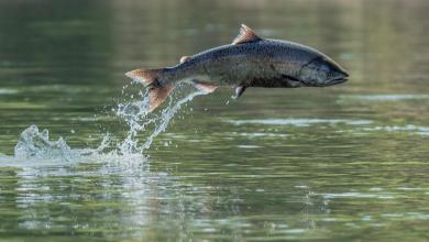 Researchers make stunning discovery after fish disappear from bustling waterway: ‘A big deal’ Researchers make stunning discovery after fish disappear from bustling waterway: ‘A big deal’