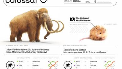 Eek, It’s a Woolly Mouse! The First Step in Reviving a Prehistoric Mammoth Starts with Adorable Rodent (Exclusive) Eek, It’s a Woolly Mouse! The First Step in Reviving a Prehistoric Mammoth Starts with Adorable Rodent (Exclusive)