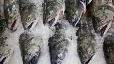 Researchers make alarming discovery after sampling common types of seafood: ‘It’s very concerning’ Researchers make alarming discovery after sampling common types of seafood: ‘It’s very concerning’
