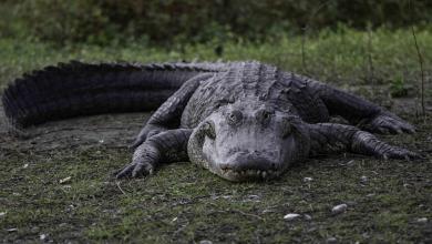 University Of Florida Researchers Said They Found An ‘Abundance’ Of Alligators In A Very Surprising Place University Of Florida Researchers Said They Found An ‘Abundance’ Of Alligators In A Very Surprising Place