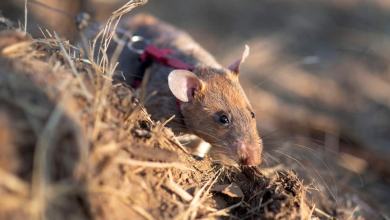 the record-setting rodent sniffing out landmines and saving lives the record-setting rodent sniffing out landmines and saving lives
