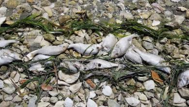 Red tide is blooming on the Florida Gulf coast, but is Sarasota affected? What to know. Red tide is blooming on the Florida Gulf coast, but is Sarasota affected? What to know.