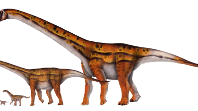 Titanosaurs were the biggest land animals Earth’s ever seen − these plant-powered dinos combined reptile and mammal traits Titanosaurs were the biggest land animals Earth’s ever seen − these plant-powered dinos combined reptile and mammal traits