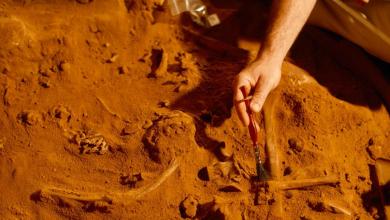 a Fossil With Brains and Guts Intact a Fossil With Brains and Guts Intact