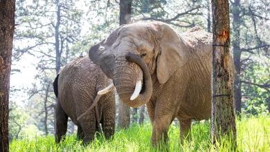 Elephants can’t pursue their release from a Colorado zoo because they’re not human, court says Elephants can’t pursue their release from a Colorado zoo because they’re not human, court says