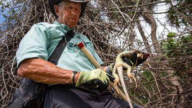 Iguanas have invaded a Florida island. One man is on a quest to stop them. Iguanas have invaded a Florida island. One man is on a quest to stop them.