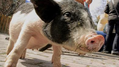 Chinese researchers report a pig kidney transplant and a first-step liver experiment Chinese researchers report a pig kidney transplant and a first-step liver experiment