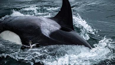 Killer whales amaze Seattle onlookers with a rarely seen bird hunt Killer whales amaze Seattle onlookers with a rarely seen bird hunt