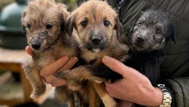 Hunt for Christmas dognapper after litter of Lurchers bundled into car Hunt for Christmas dognapper after litter of Lurchers bundled into car
