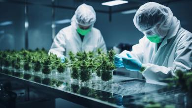 Is Tilray Brands (TLRY) Among the Best Long-Term Penny Stocks to Buy According to Hedge Funds? Is Tilray Brands (TLRY) Among the Best Long-Term Penny Stocks to Buy According to Hedge Funds?
