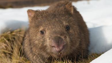 Influencer Who Stole Baby Wombat Criticizes Australian Government amid Ongoing Backlash Influencer Who Stole Baby Wombat Criticizes Australian Government amid Ongoing Backlash