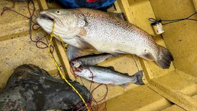 Father-Son Fishing Trip Nets a New State-Record Tiger Trout in West Virginia Father-Son Fishing Trip Nets a New State-Record Tiger Trout in West Virginia