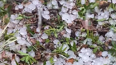 Wind, hail reported across Gainesville and Alachua County Wind, hail reported across Gainesville and Alachua County
