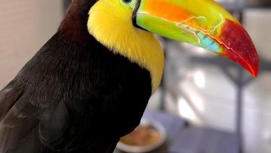 Shell Factory animals find new ‘forever homes’ in Bonita Springs, North Fort Myers Shell Factory animals find new ‘forever homes’ in Bonita Springs, North Fort Myers