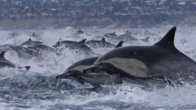 Video captures mesmerizing ‘dolphin stampede’ off California coast Video captures mesmerizing ‘dolphin stampede’ off California coast