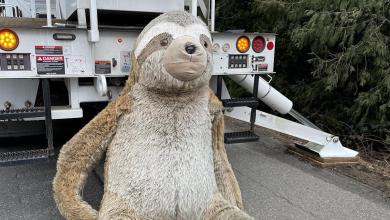 ‘Slothy’ the Viral Stuffed Animal Removed From Washington Roadside After Year Up Tree ‘Slothy’ the Viral Stuffed Animal Removed From Washington Roadside After Year Up Tree