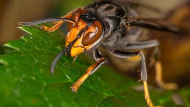 Asian hornets eating hundreds of different insects in ‘threat’ to UK wildlife Asian hornets eating hundreds of different insects in ‘threat’ to UK wildlife