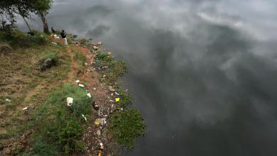 Scientists hope hungry weevils from Louisiana can tackle South Africa’s invasive water plants Scientists hope hungry weevils from Louisiana can tackle South Africa’s invasive water plants