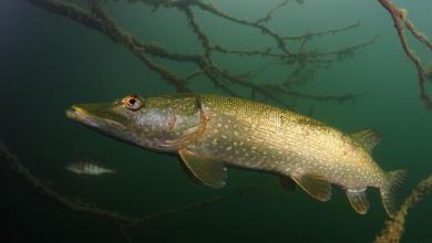 Experts track razor-toothed predator as it moves through state’s hidden passages β here’s how it could torpedo the local economy Experts track razor-toothed predator as it moves through state’s hidden passages β here’s how it could torpedo the local economy