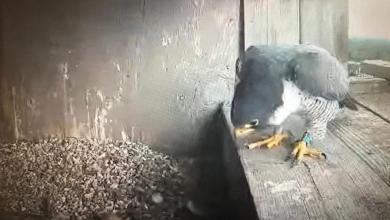 Falcons lay eggs in nest. Eagles lose one. And what happened to Flash and Elaine? Falcons lay eggs in nest. Eagles lose one. And what happened to Flash and Elaine?