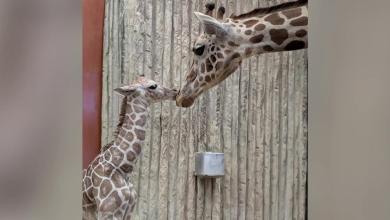 Giraffe gives birth at Denver Zoo: How to help pick the name Giraffe gives birth at Denver Zoo: How to help pick the name
