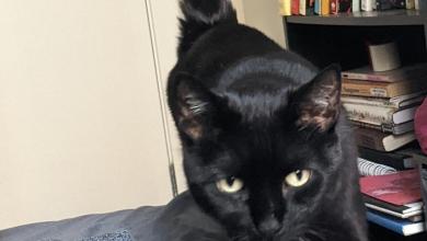 He foster failed immediately. But it was because ‘something went very right.’ He foster failed immediately. But it was because ‘something went very right.’