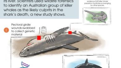 DNA Confirms Orcas Prey Upon One of Australia’s Deadliest Marine Predators DNA Confirms Orcas Prey Upon One of Australia’s Deadliest Marine Predators