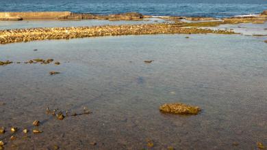 Researchers report concerning phenomenon observed in coastal region: ‘Growing concern’ Researchers report concerning phenomenon observed in coastal region: ‘Growing concern’