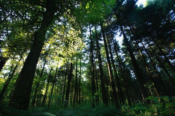 Forêt