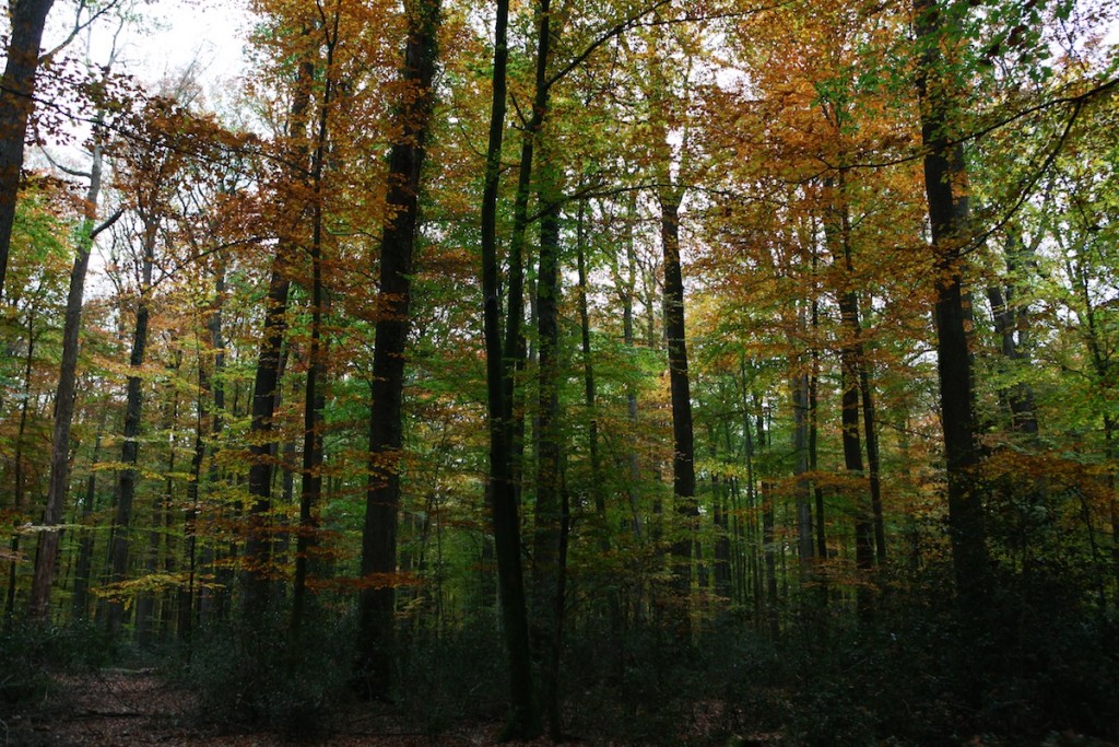 premier-conseil-superieur-de-foret-et-du-bois-de-2018