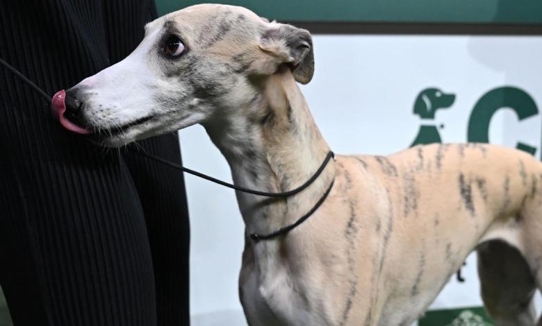 Whippet called miuccia wins better in Show in Crufts Whippet called miuccia wins better in Show in Crufts