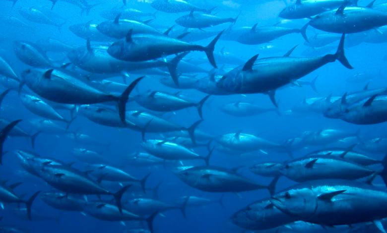 Investigators have made unexpected discovery after learning the largest fisheries of the world: ‘Without bounds’ Investigators have made unexpected discovery after learning the largest fisheries of the world: ‘Without bounds’