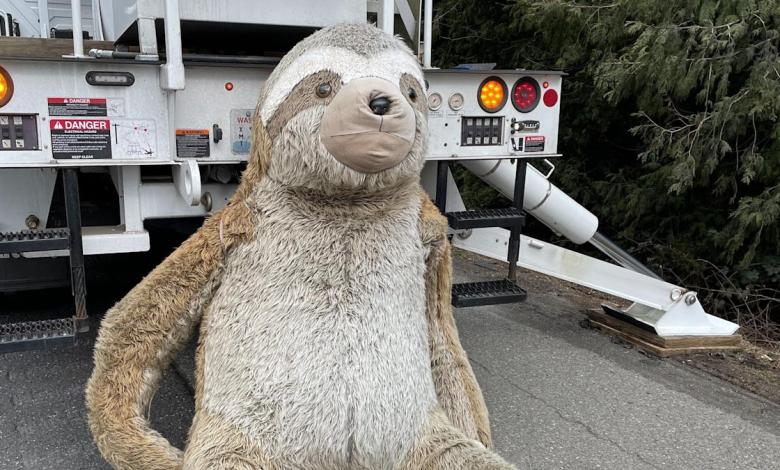 ‘Slothy’ animal-installed animal removed from Washington Roadside after year Put ‘Slothy’ animal-installed animal removed from Washington Roadside after year Put