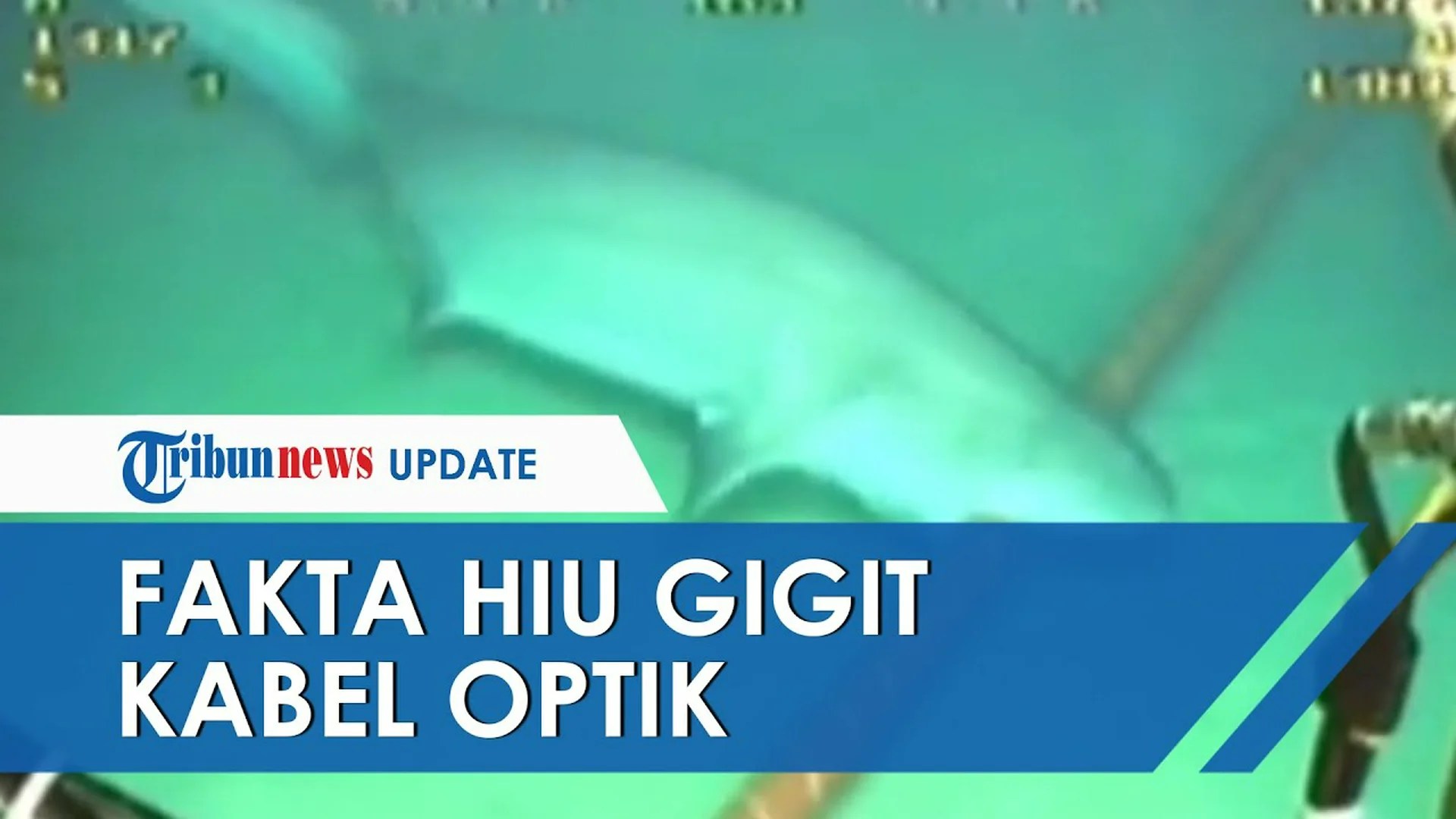 Foto Model Digigit Hiu Foto Model Digigit Hiu