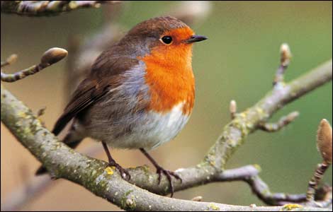 Robin Fogarty Foto Penemu Model Networked Robin Fogarty Foto Penemu Model Networked