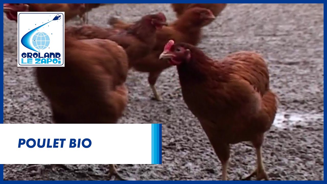 Poulet Bio – Groland – CANAL+ Poulet Bio – Groland – CANAL+