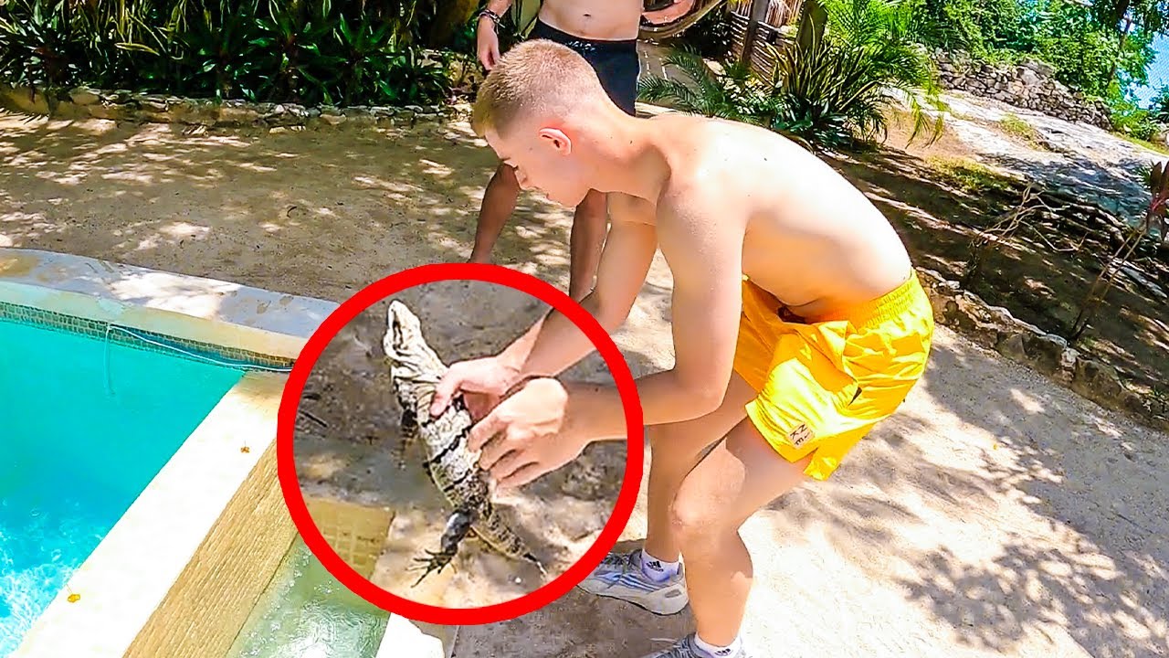 MICHOU SAUVE UN IGUANE DE LA PISCINE ! MICHOU SAUVE UN IGUANE DE LA PISCINE !
