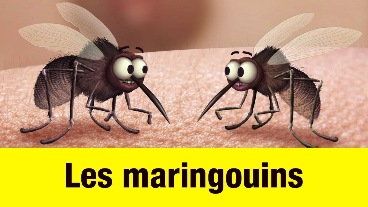 Les maringouins – Têtes à claques Les maringouins – Têtes à claques