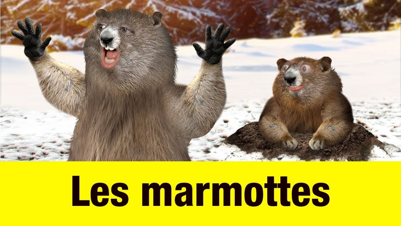 Les marmottes – Têtes à claques Les marmottes – Têtes à claques