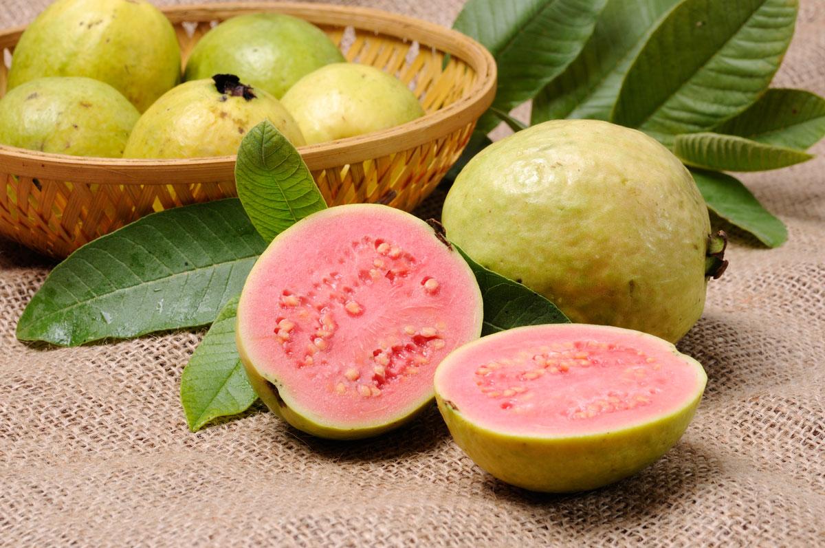 How Many Big Guava Calories Contained How Many Big Guava Calories Contained