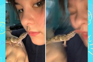 Try Not To Laugh : Funny Animals Trolling People | Funny Videos Try Not To Laugh : Funny Animals Trolling People | Funny Videos