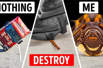 11 Strongest Insects Nothing can Stop, not even a Car 11 Strongest Insects Nothing can Stop, not even a Car
