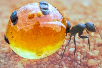 TOP 15 BIZARRE Looking Insects TOP 15 BIZARRE Looking Insects