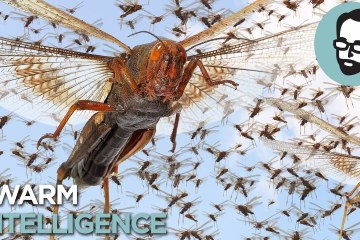 The Crazy Science Behind Insect Plagues | Answers With Joe The Crazy Science Behind Insect Plagues | Answers With Joe