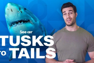 How Sharks Use Electricity To Sense Prey How Sharks Use Electricity To Sense Prey